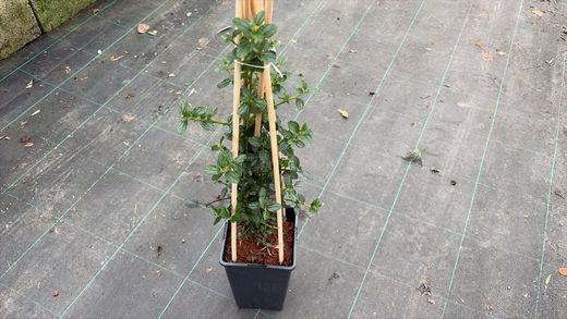 Califórnia lilás, ceanoto, Ceanothus thyrsiflorus repens