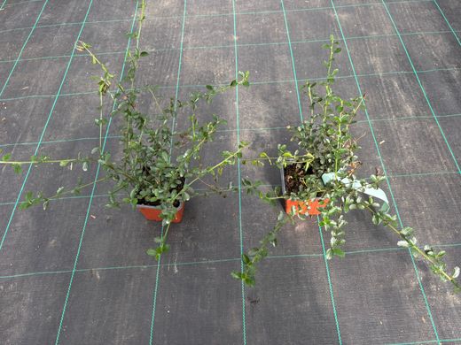 Lila de California, ceanoto, Ceanothus thyrsiflorus repens