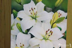 LILIUM BLANCO, Azucena