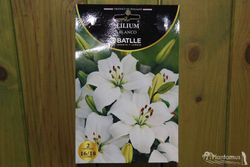 LILIUM BLANCO, Azucena