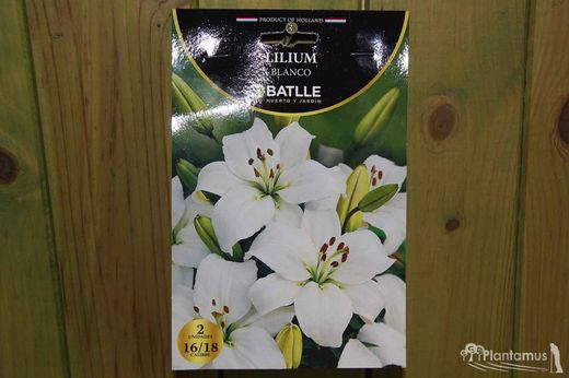 LILIUM BLANCO, Azucena