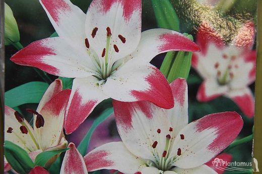 LILIUM BLANCO BORDE ROSA