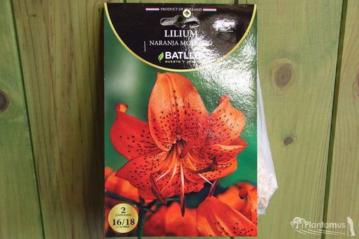 LILIUM NARANJA MOTEADO, Azucena