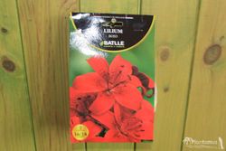 LILIUM ROJO, Azucena