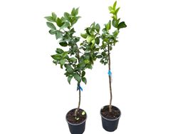 Lima en maceta, Citrus x latifolia