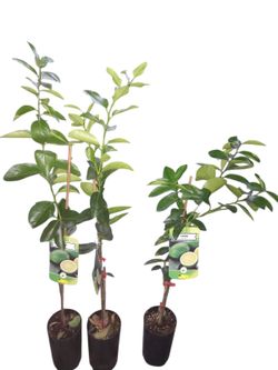 Lima en maceta, Citrus x latifolia
