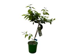 Limão em vaso, Citrus x latifolia