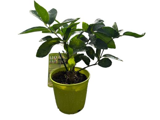 Citron vert en pot, Citrus x latifolia