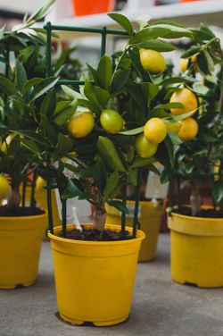 Limequat em vaso, Citrus eustis