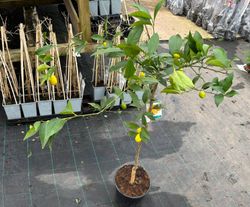 Limequat em vaso, Citrus eustis