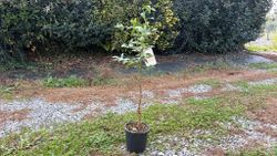 Limequat en pot, Citrus eustis
