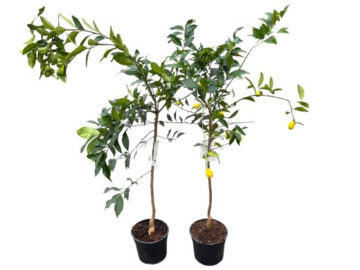 Limequat em vaso, Citrus eustis