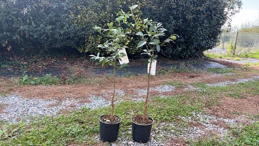 Limequat en pot, Citrus eustis