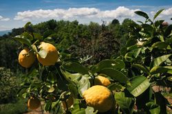 Limoeiro em vaso, Citrus x limon