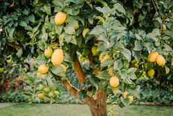Limoeiro em vaso, Citrus x limon
