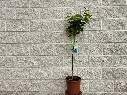 Limoeiro em vaso, Citrus x limon "Eureka"