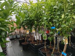 Limoeiro em vaso, Citrus x limon "Eureka"