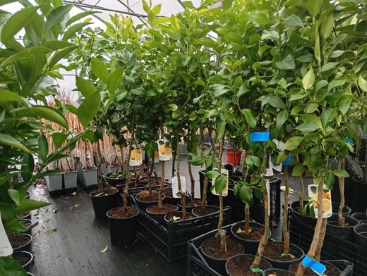 Limoeiro em vaso, Citrus x limon "Eureka"