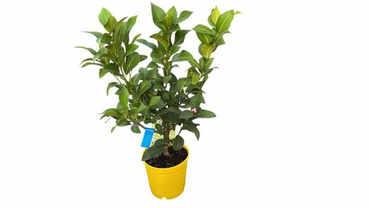 Limoeiro em vaso, Citrus x limon "Eureka"