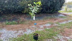 Citronnier en pot, Citrus x limon "Eureka"