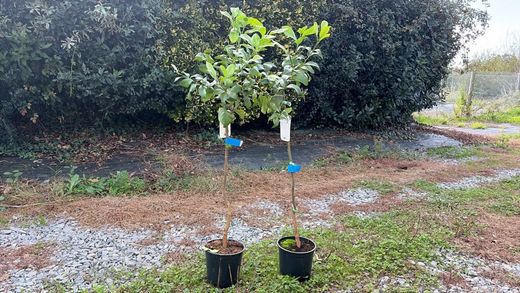 Citronnier en pot, Citrus x limon "Eureka"