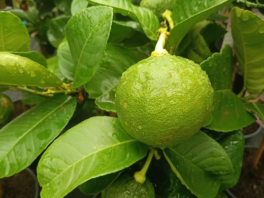Limonero Imperial "Lipo" - híbrido de limonero y pomelo