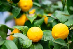 Citronnier Meyer - Citrus x limon