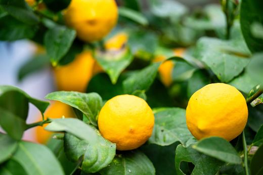 Citronnier Meyer - Citrus x limon