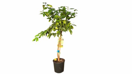 Citronnier Meyer - Citrus x limon