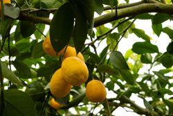 Citronnier Meyer - Citrus x limon