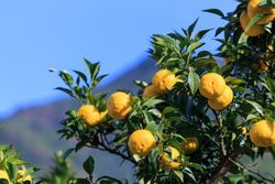 Citronnier Yuzu - Citrus junos