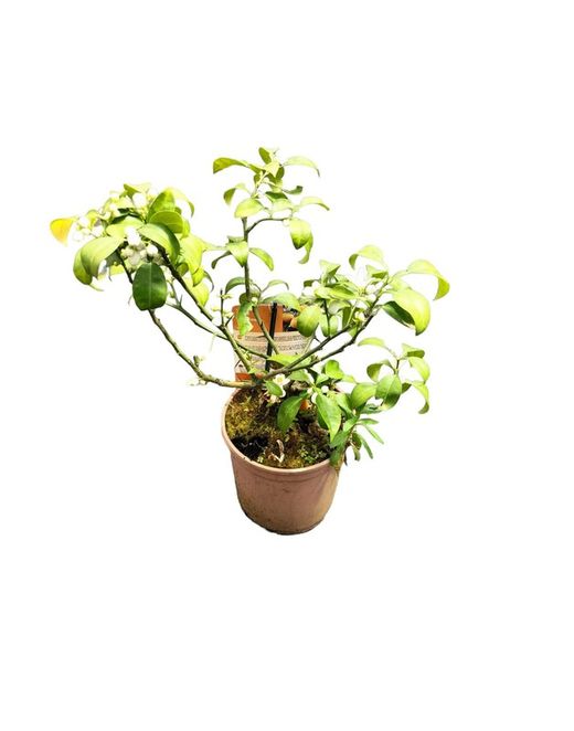 Citronnier Yuzu - Citrus junos