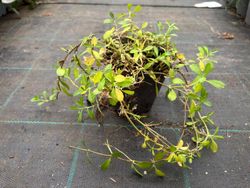 Lippia nodiflora - Phyla nodiflora