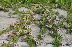 Lippia nodiflora - Phyla nodiflora