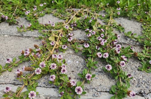 Lippia nodiflora - Phyla nodiflora