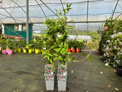 Lonicera henryi - planta de madreselva.
