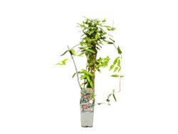 Lonicera henryi - planta de madreselva.