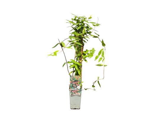Lonicera henryi - planta de madreselva.