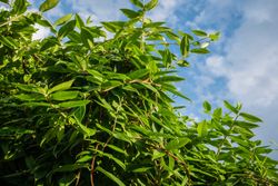 Lonicera henryi - planta de madreselva.