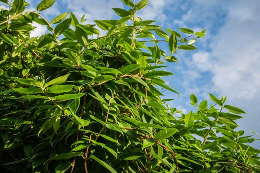 Lonicera henryi - planta de madreselva.
