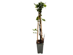 Madreselva blanca - Lonicera japonica "Halliana"