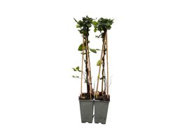 Madreselva blanca - Lonicera japonica "Halliana"