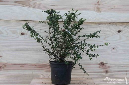 Lonicera nitida em vaso de 1 litro