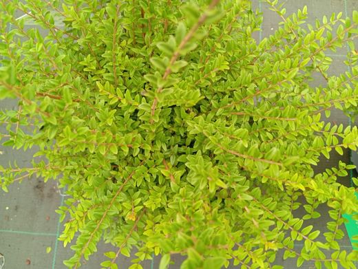 Lonicera nitida - Madressilva-de-folhas