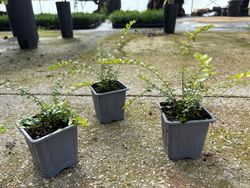 Lonicera nitida - Madressilva-de-folhas