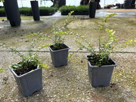 Lonicera nitida - Madressilva-de-folhas