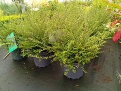 Lonicera nitida - Madressilva-de-folhas