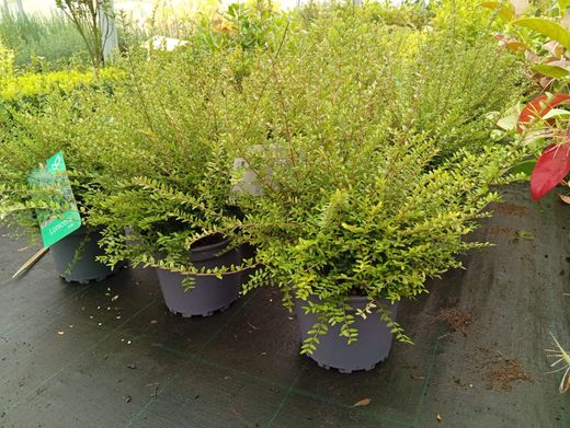 Lonicera nitida - Madressilva-de-folhas