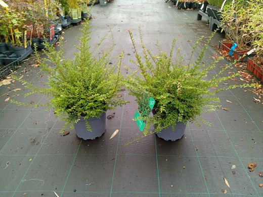 Lonicera nitida - Madressilva-de-folhas