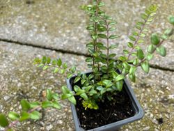 Lonicera nitida - Madressilva-de-folhas